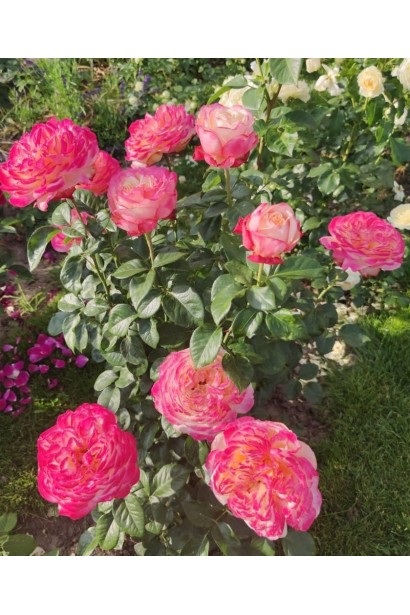 Троянда Kordes Jubilee - рожево-кремові бутони